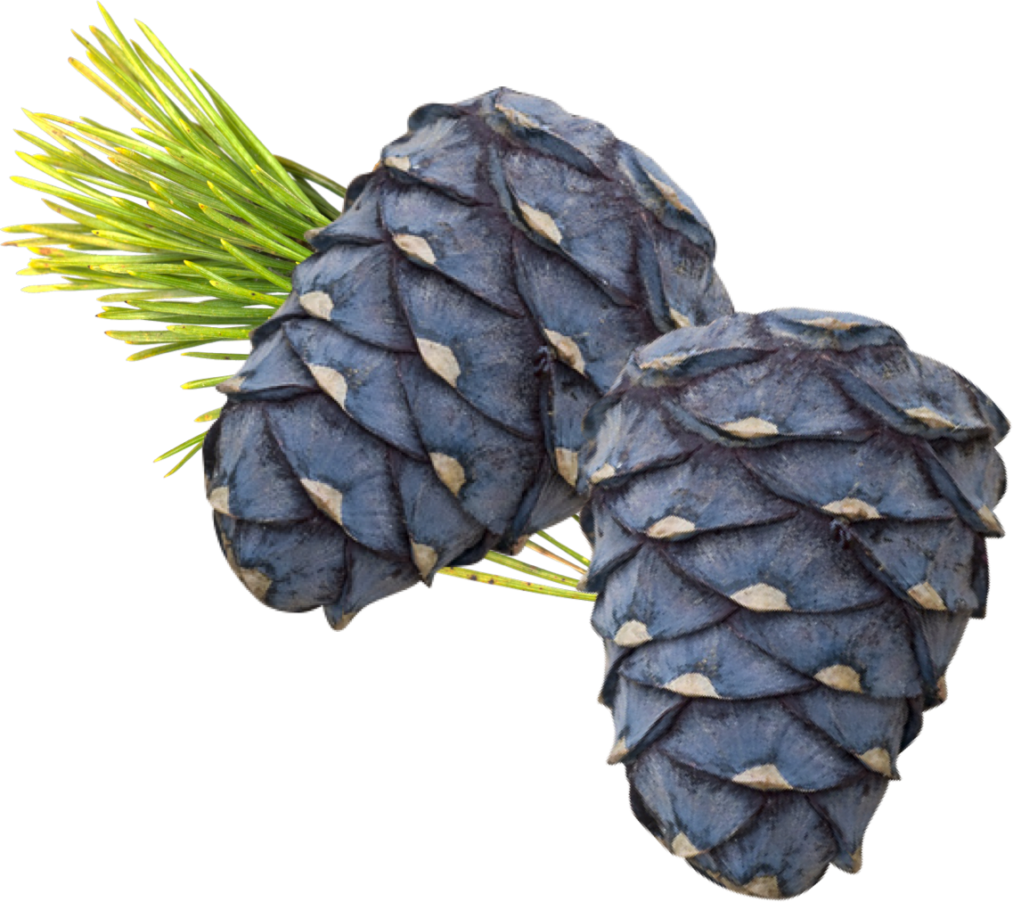 | Arve.ch arven detailansciht